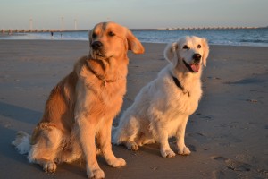 Ace & Dyra- Golden Retriever