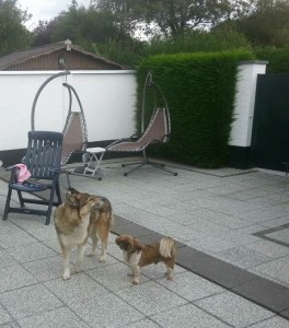 Alf & Lucky