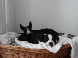 "Alvin &Sunny" Miniatur Bullterrier und Am.Stafford Mix