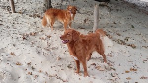 Benthe und Frieda - NSDT-Retriever