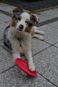 Bessy Mini Australian Sheperd