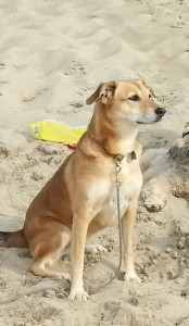 "Brandy" hat direkt das Loch in der Hecke entdeckt