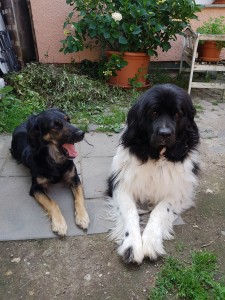 Charley und Emma haben auch Urlaub bei uns gemacht