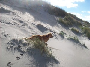 Collin in den Dünen- Golden Retriever