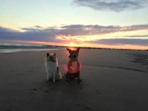 Finn und Fine genießen den Sonnenuntergang
