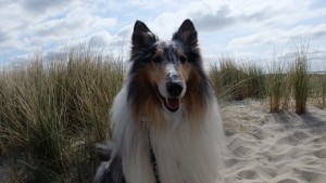 Collie"Flash" war zum 1. Mal bei uns