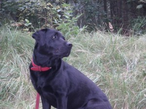 " Flux " Labrador-Mädchen in den Dünen Flux