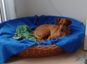 Gino Rhodesia-Ridgeback-Labradormix