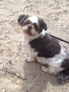 "Goldie" Shih-Tzu Mix Goldi Shih-Tzu Mix
