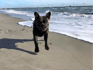 Harley freut sich über den Strand