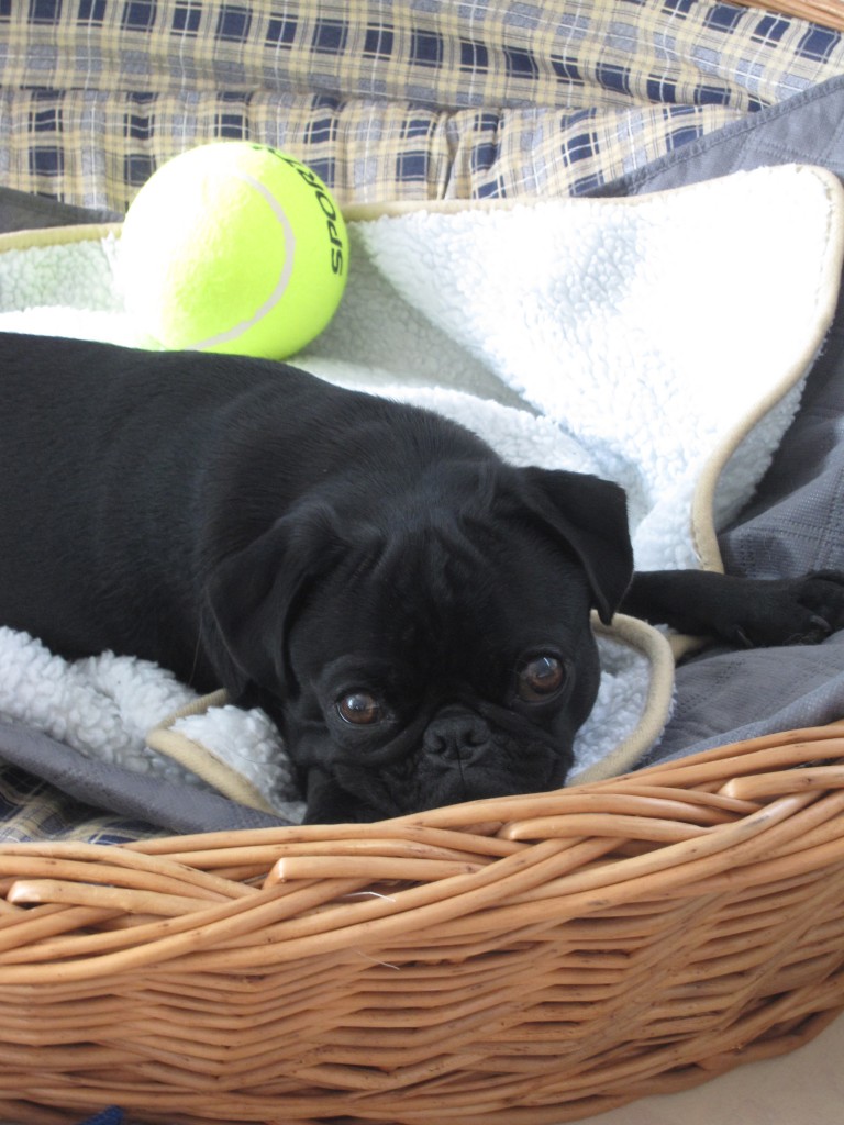 Unsere „Urlaubshunde“ StrandurlaubmithundinZeeland.de