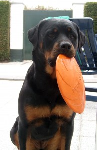 Iggi Rottweiler