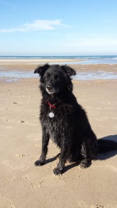 "Jack" Hütehundmix bei schönstem Wetter
