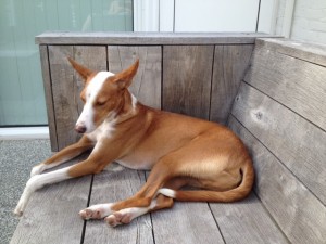 "Jago" Podenco-Mix relaxed