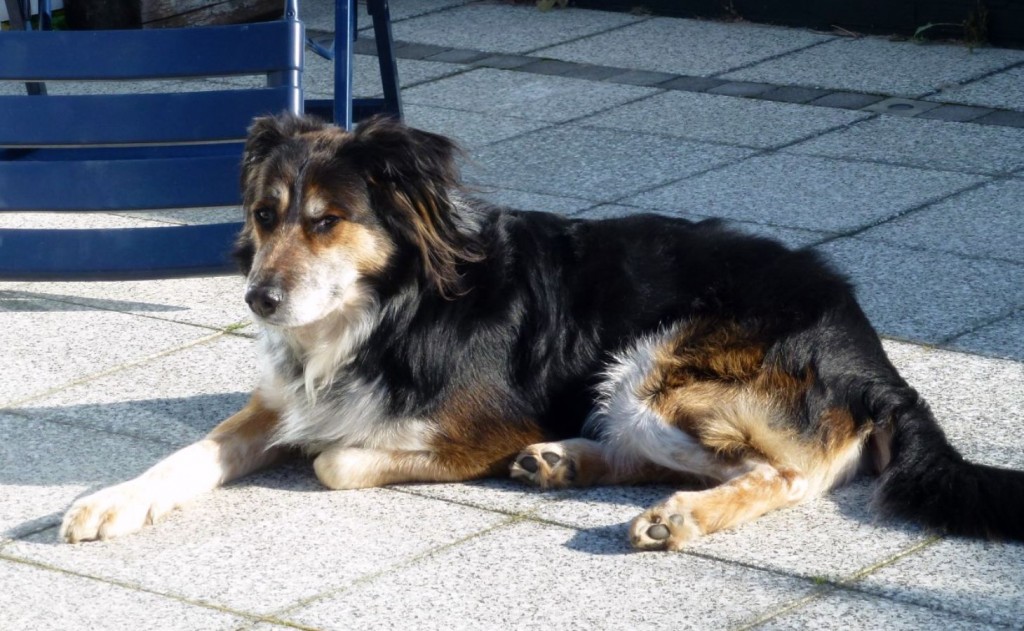 Unsere „Urlaubshunde“ StrandurlaubmithundinZeeland.de