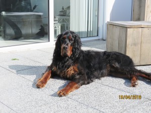 "Kalle" Gorden Setter