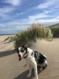 "Khaleesi "Australian-Appenzeller-Mix mit Ihrem Bruder Schnee