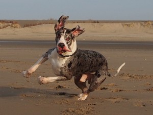 "Krümel" Deutsch Dogge hat viel Spaß am Strand