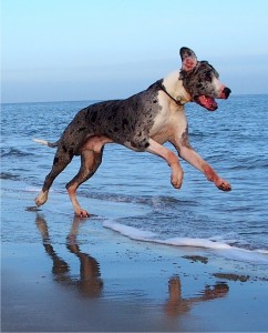 "Krümel" Deutsch Dogge hat viel Spaß am Strand