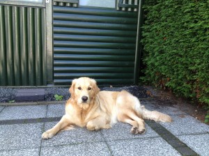 "Lotta" Golden-Retriever Hündin