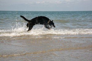 "Louis" der fliegende Beauceron