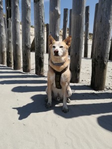 " Lucky" Kanaanhund zum ersten Mal bei uns