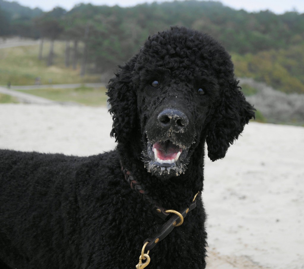 Unsere „Urlaubshunde“ StrandurlaubmithundinZeeland.de