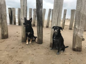Maddox“ (Working – Kelpie) und „Lola“ (Schnauzer-Mix) und haben sich sehr wohl gefühlt!