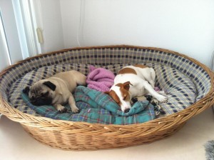 "Maggie & Murphy" Mops und Jack Russel