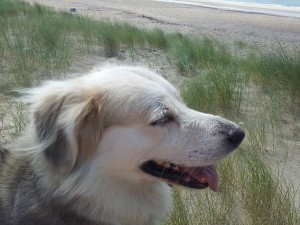 "Matz" Labrador-Husky-Mix
