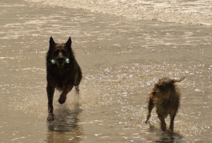 Max & Irok wieder am Strand