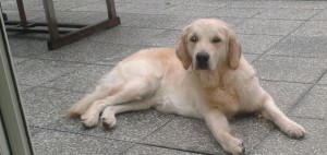 Auch "Maya" hat´s gefallen