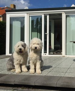 "Maylow & Neo" -Bobtails hat es auch bei uns gefallen
