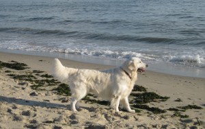 Golden Retriever "Milo" am Strand