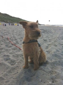 Murphy August 2012