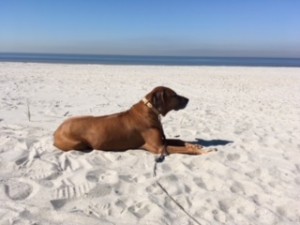 Rhodesian Ridgeback "Murpy"