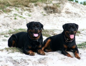 Murphy und Joyce August 2012