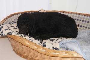 "Mütze" Großpudel erorbert den Korb schon zum 2. Mal