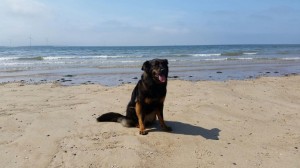 Auch "Nelly" Schäferhundmischling hat den Srand im Sturm erobert !