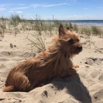 Oscar - Australian Terrier