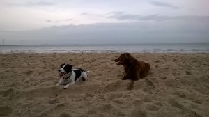 Rico und Idefix waren zum 1. Mal da