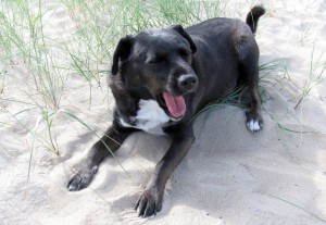 Rocky Labrador-Mischling am Strand