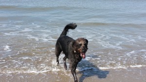 Sammy Labradoodle Wasser