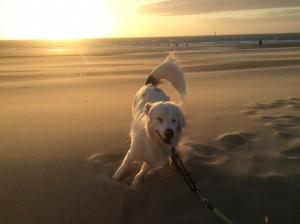 "Schnee" Australian-Appenzeller-Mix war mit Khaleesi da
