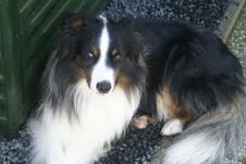 Smoky Australian Shepaerd