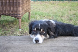 Sunny Australian Shepherd