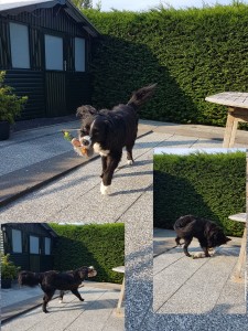 "Thysen" Berner-Sennenmix beim spielen
