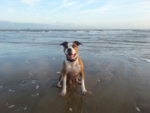 "Thyson" genannt Kampfschmuser - American Staffordshire