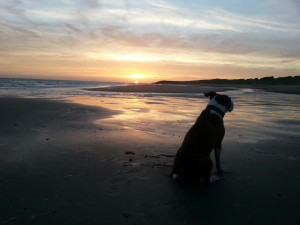 Diesen Sonnenuntergang muß Hund gesehen haben