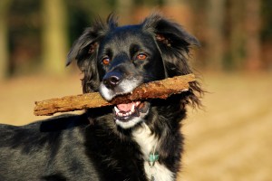 "Titus" Setter-Mischling